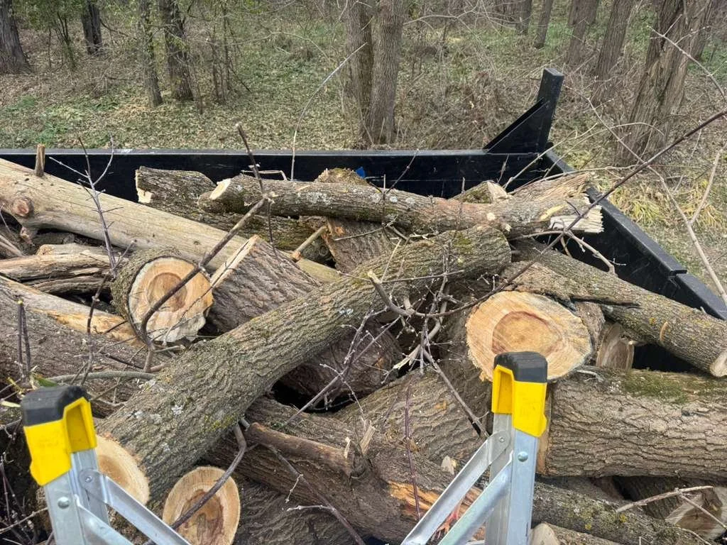 A trailer filled with cut logs and branches in a wooded area.