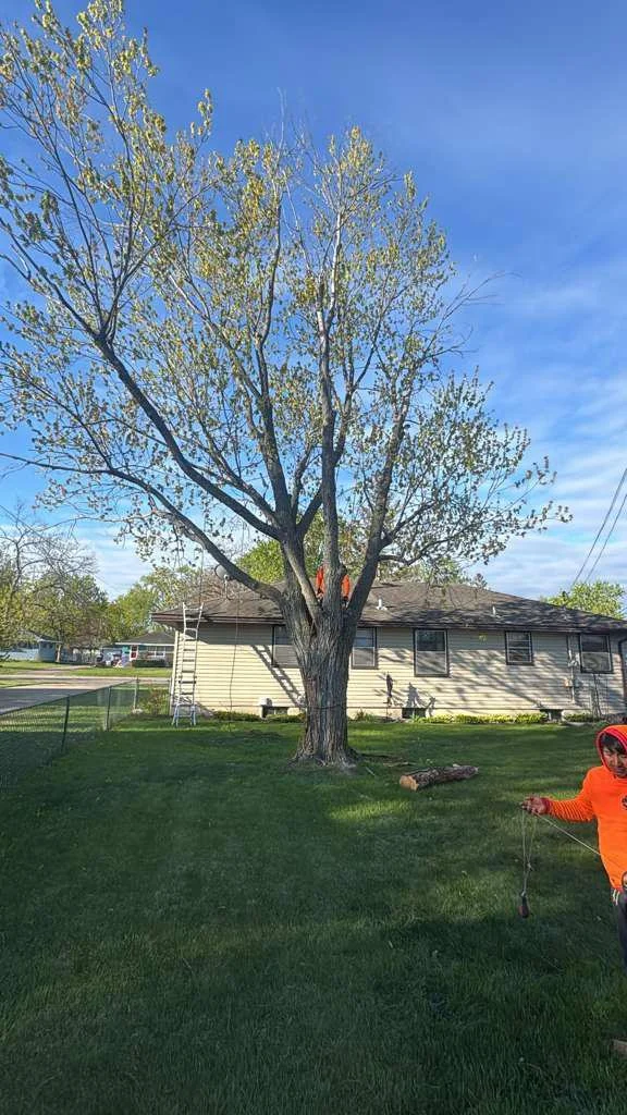 A large tree with light green leaves stands in front of a house with beige siding and a dark roof. A person in an orange jacket and red hood is partially visible on the right side of the image.