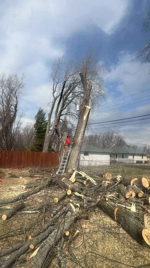 A worker in a red jacket on a ladder cutting down a large tree in a residential yard, with many fallen branches and logs on the ground, and damaged utility lines