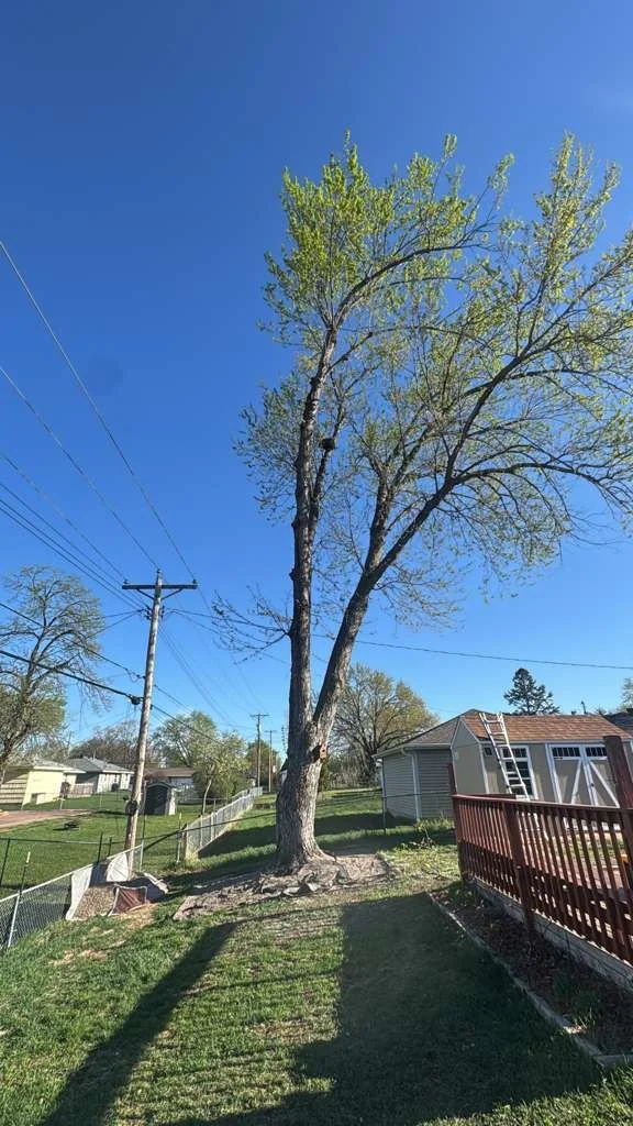 Tall tree with sparse green leaves in a backyard with a small shed, a ladder, a red fence, and power lines under a clear blue sky.