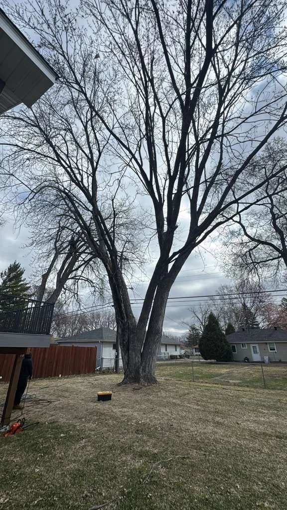 Backyard with a large, leafless tree, grass, neighboring houses, and a cloudy sky.