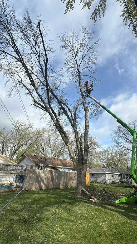A tree trimming or removal operation is taking place in a backyard, with a worker in a cherry picker cutting branches. The tree has some remaining branches, and there are fallen branches on the grass.