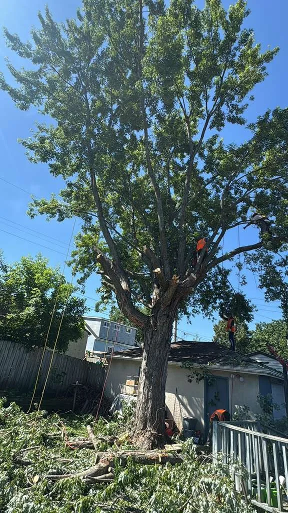 Workers pruning a large tree in a residential backyard on a sunny day.