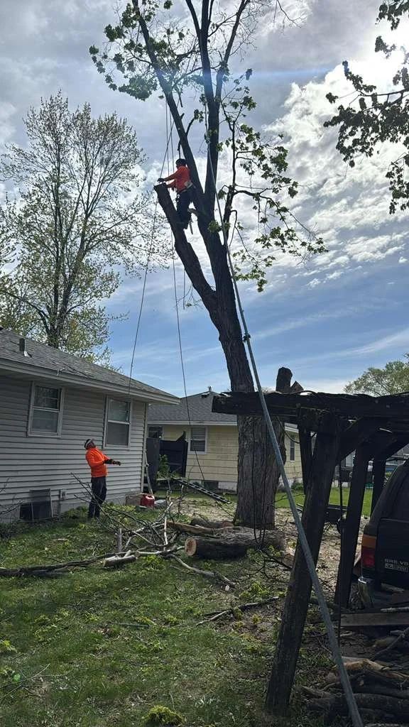 Tree trimming crew cutting a large tree in a backyard with a chainsaw while two workers assist, with fallen branches and a house in the background.
