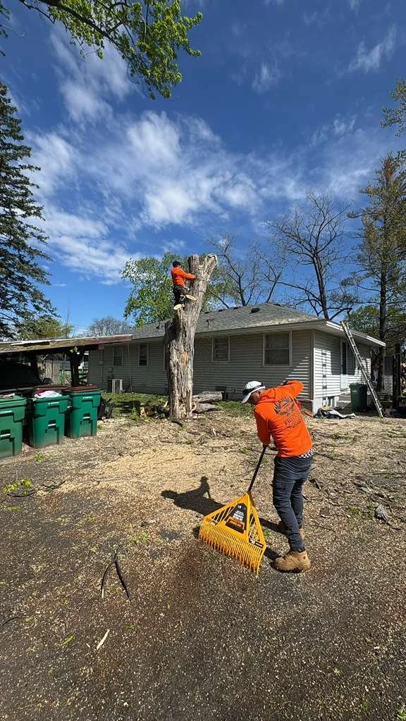 Two people are cutting down a large tree in a backyard, with one person climbing the tree and the other using a rake to gather debris, in front of a house under a partly cloudy sky.