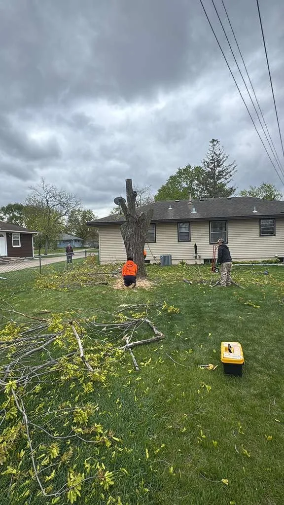 A large tree has been partially cut down in a lawn in front of a house, with people working on it; one person is kneeling near the base of the tree, others are standing nearby with equipment. Branches and debris are scattered on the grass, and the sk