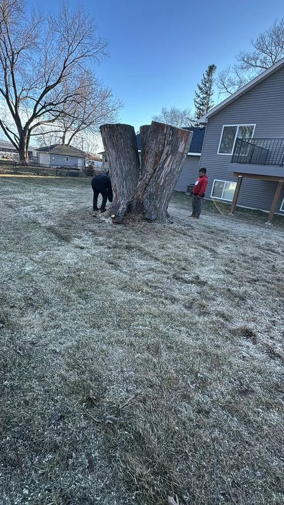 People cutting down a large, old tree in a backyard with a house and bare trees in the background.