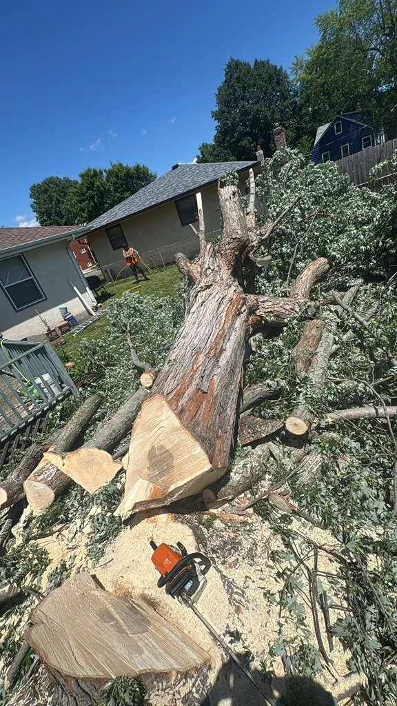 A fallen large tree with a thick trunk lies across a residential backyard, extending from the foreground to the middle of the image. The tree has been cut at the base, and the cut logs are visible. There are smaller branches and leaves scattered arou