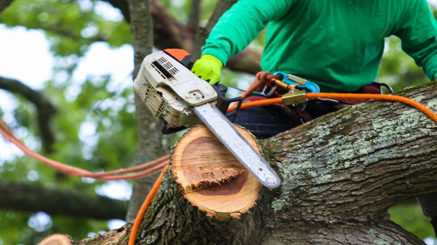 A person using a chainsaw to cut through a tree branch.
