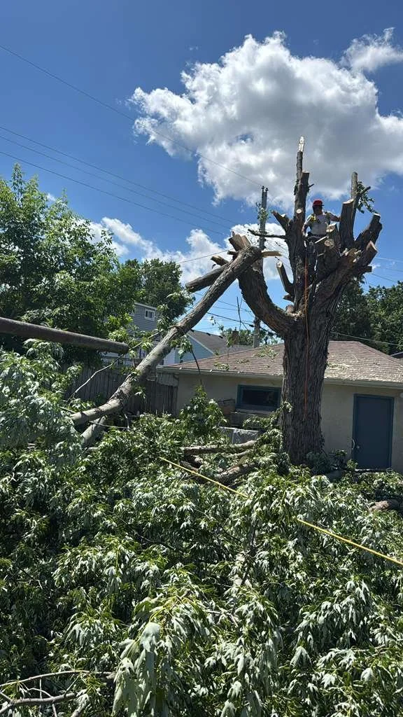 A large tree has been heavily damaged, with many broken branches and a section of the trunk cut or broken off. A worker in safety gear and a red helmet is on the remaining part of the tree, likely removing debris, with a house and blue sky with clouds in the background.