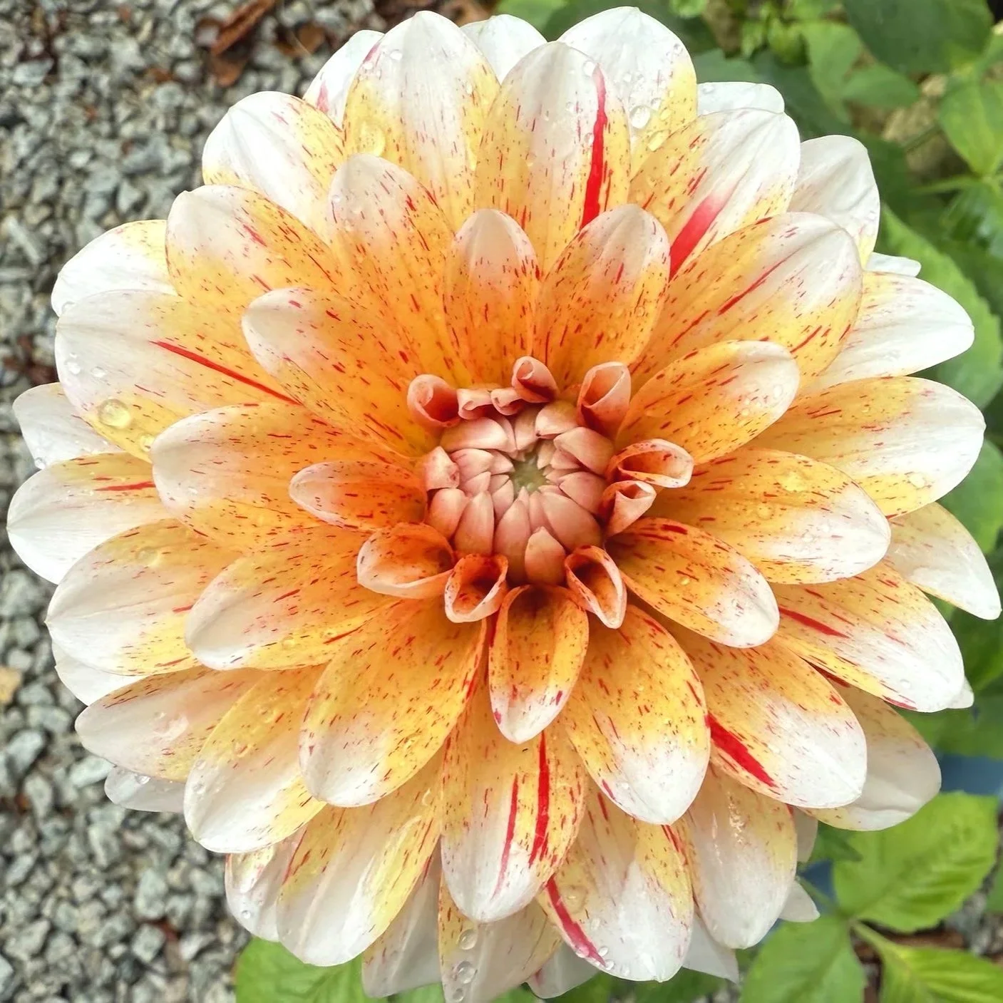 close up of a dahlia with white yellow and orange blended colors