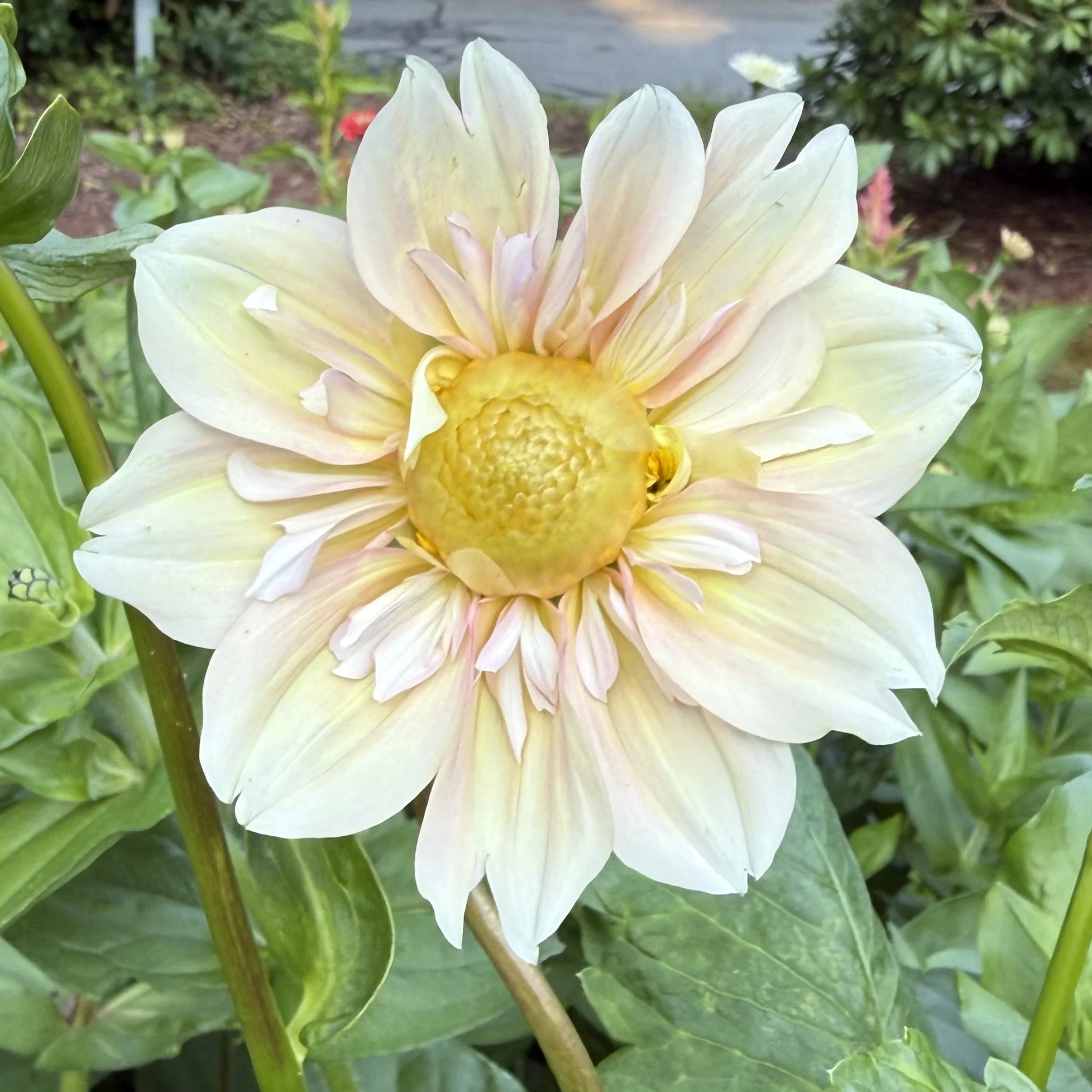 close up of a white and pale yellow dahlia
