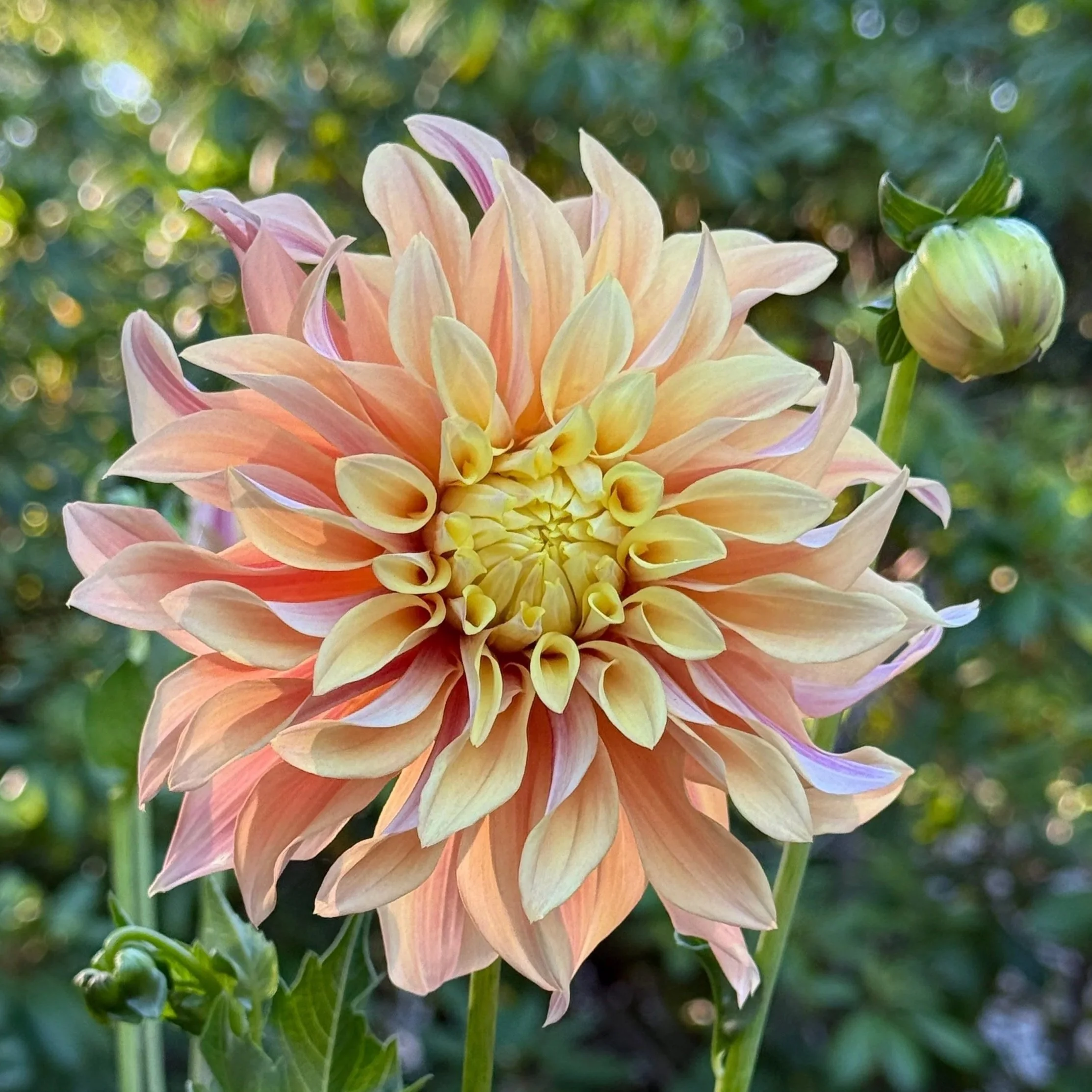 close up of a yellow, peach, and blush dahlia