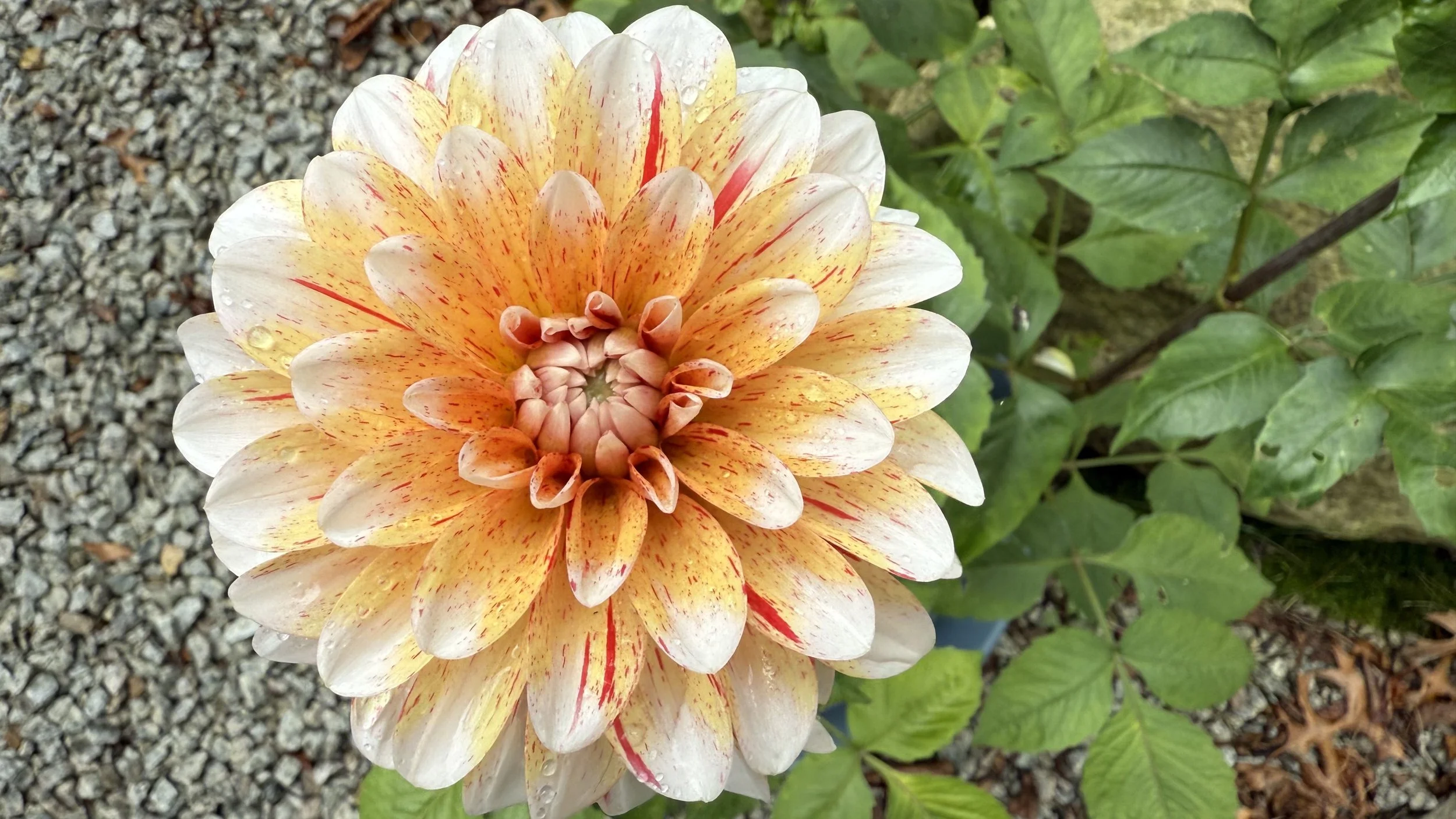 Close-up of a large, multicolored dahlia flower with white, yellow, and orange petals, surrounded by green leaves and gravel ground.