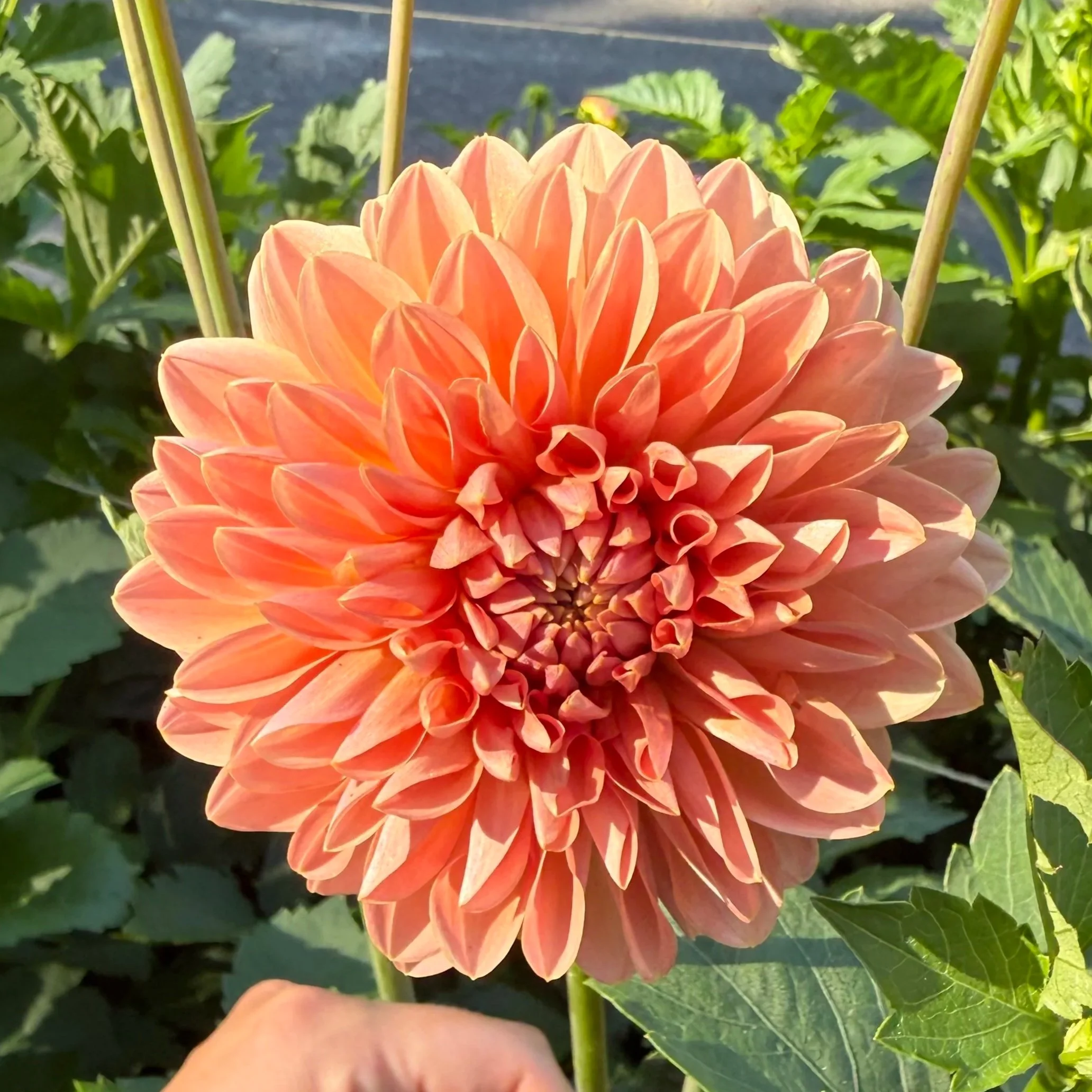 close up of a peach dahlia