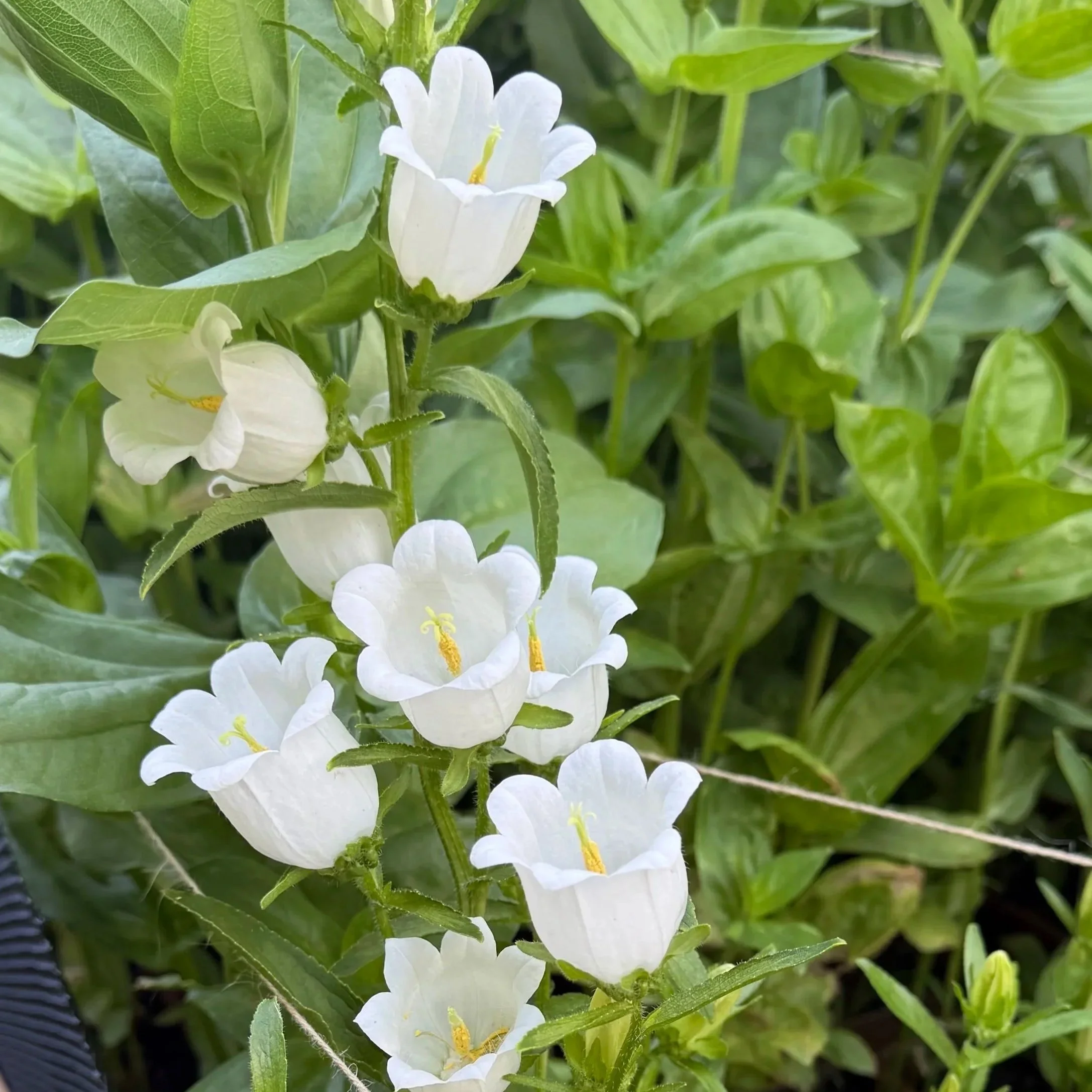 close up of a white campanula stalk