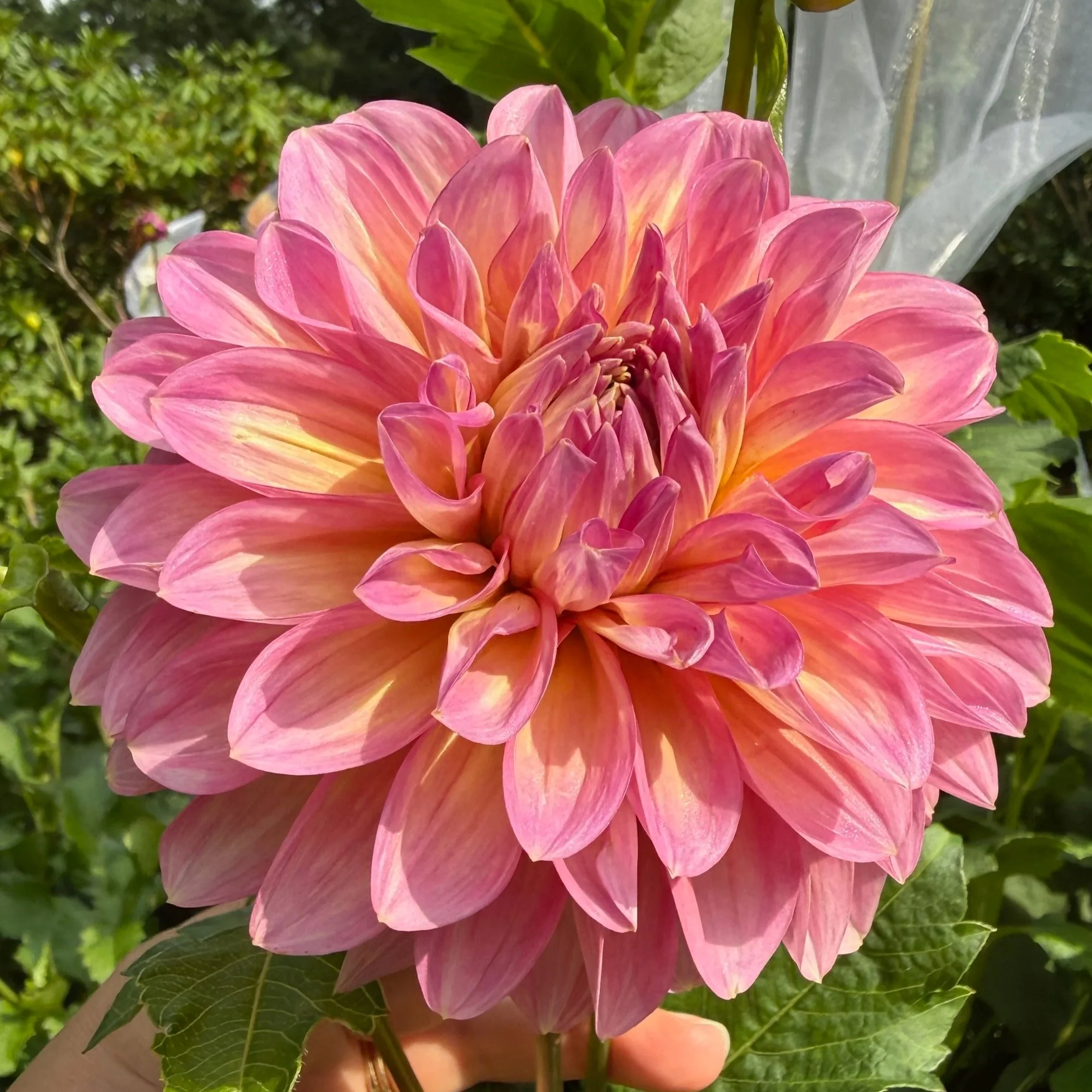 close up of a pink, peach, yellow dahlia