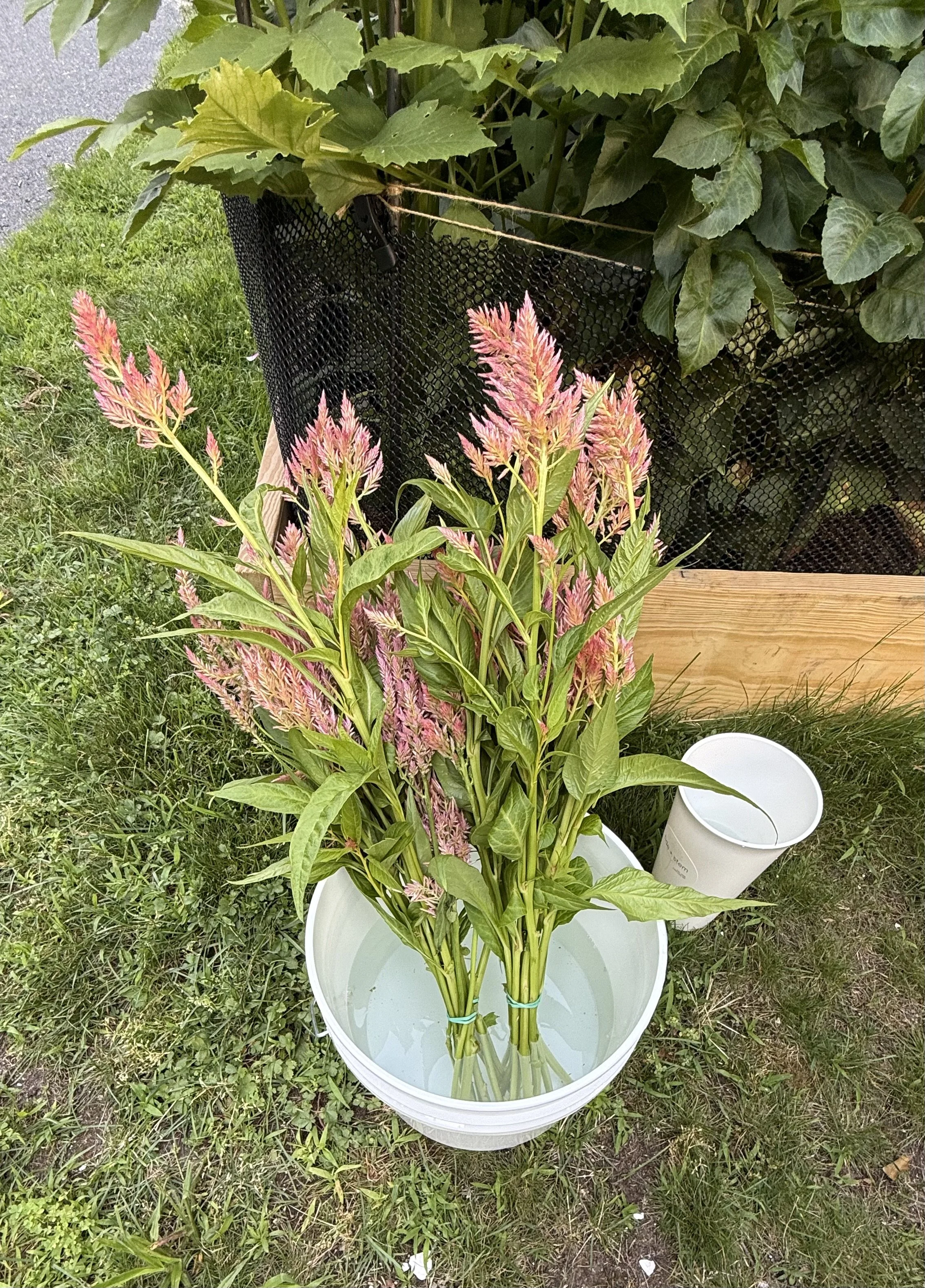 celosia gathered in bunches in a white bucket