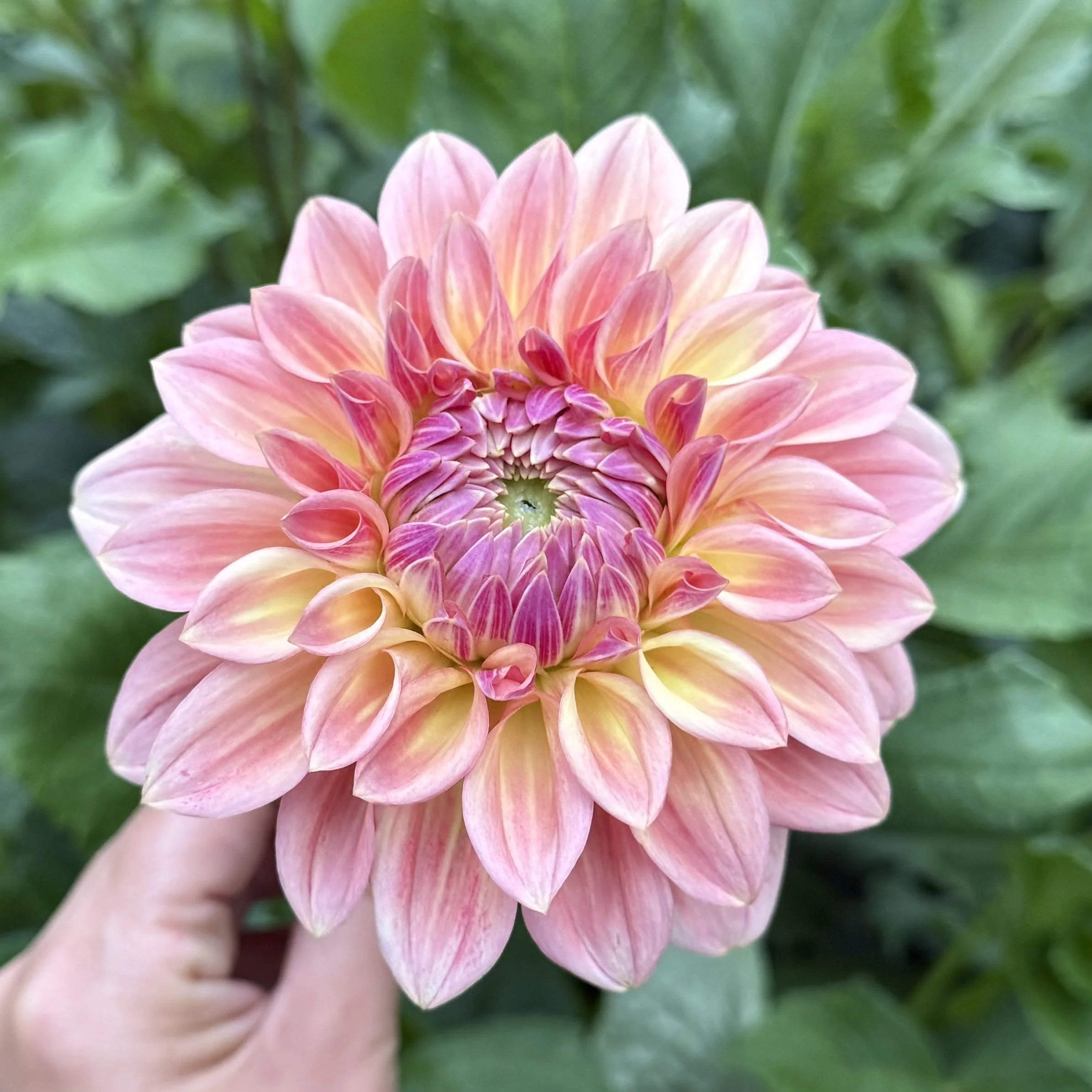 close up of a pink dahlia with yellow and dark pink petals