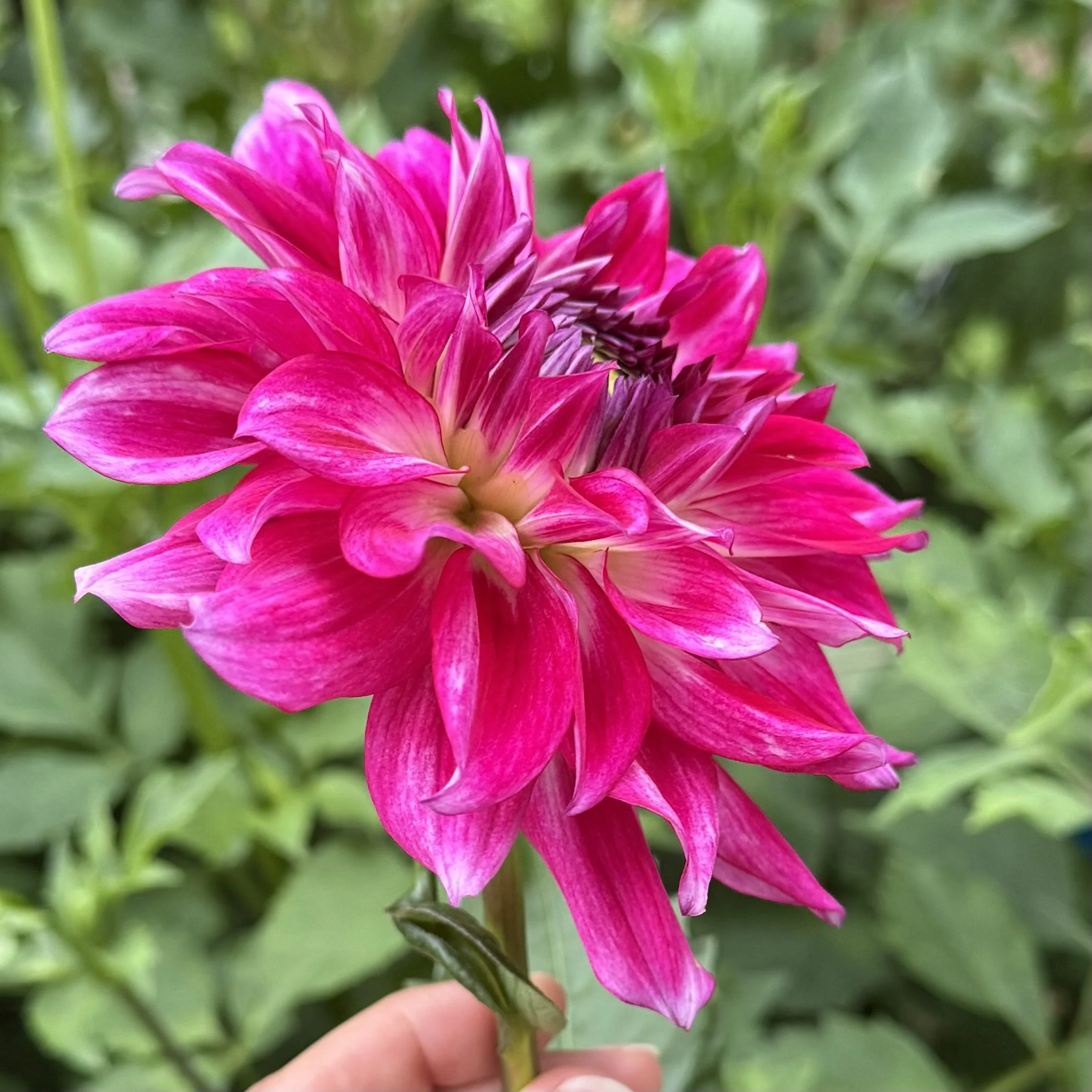 close up of a deep pink dahlia, side view