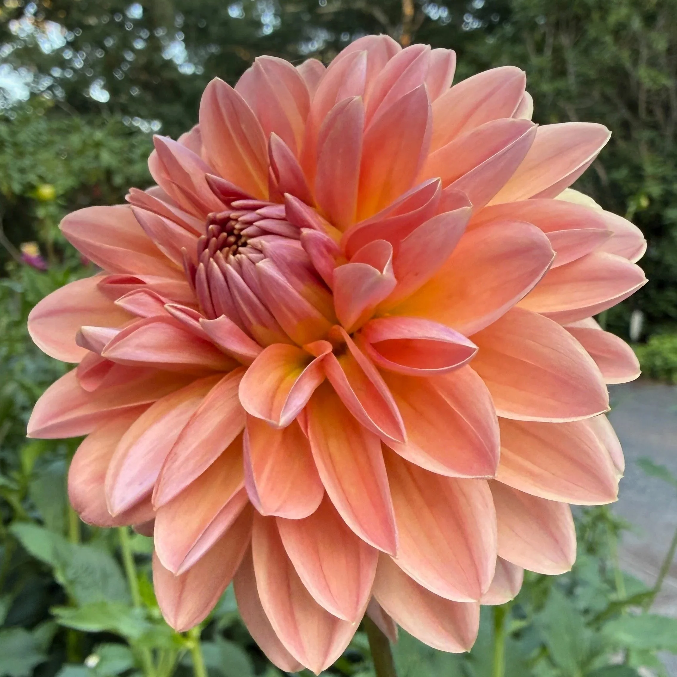close up of a peach and coral dahlia