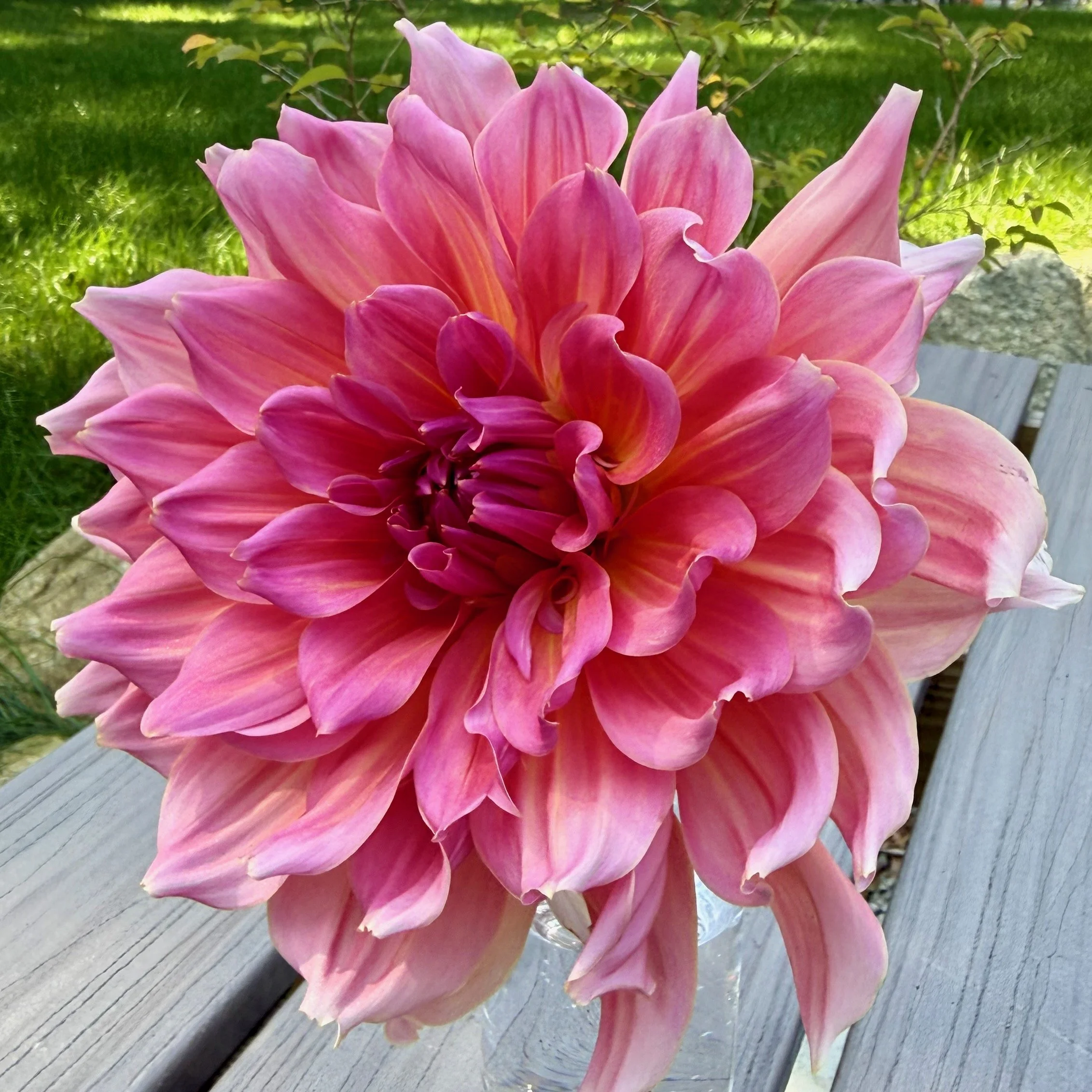 close up of a large pink dahlia on an outdoor table