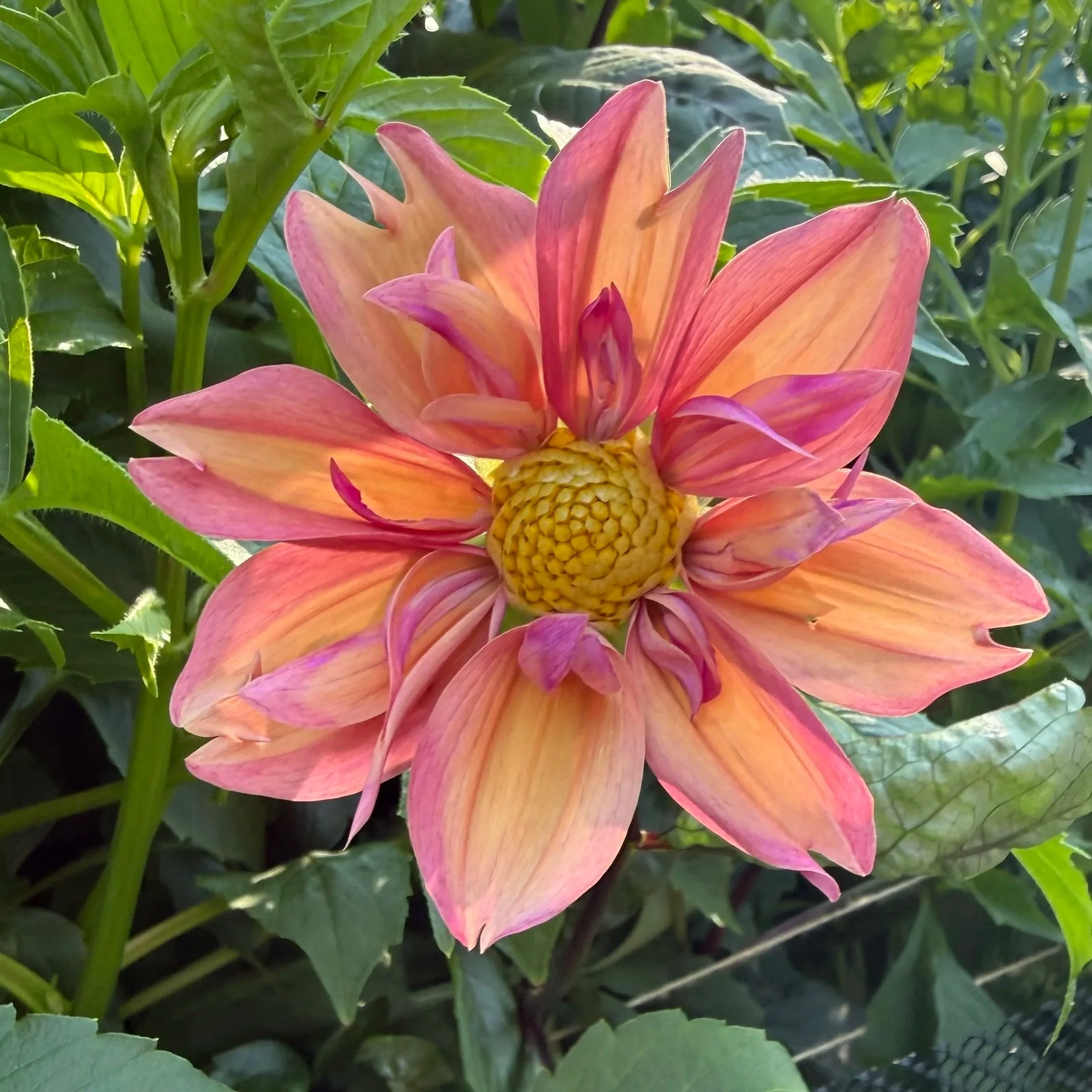 close up of a peach and pink collarette dahlia