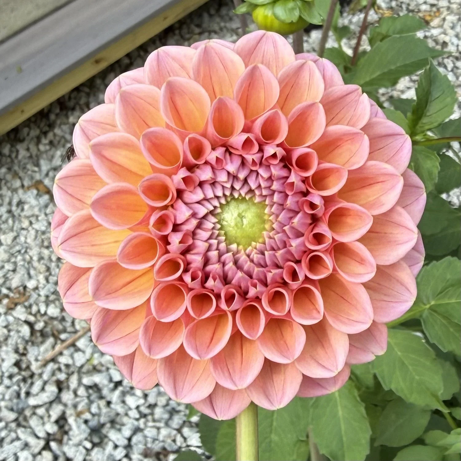 closeup of a peach, pink and apricot dahlia