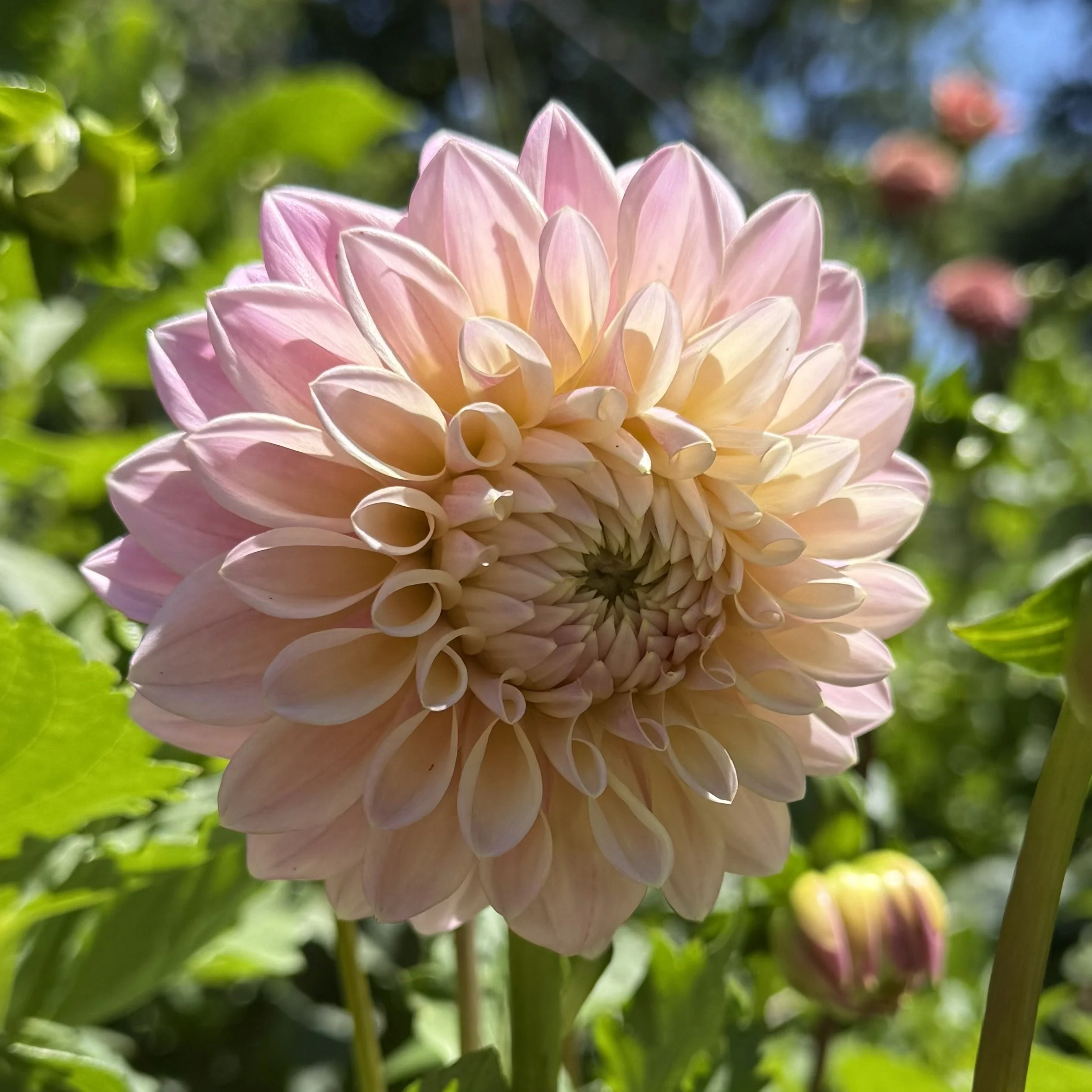 close up of a pale yellow and pink dahlia