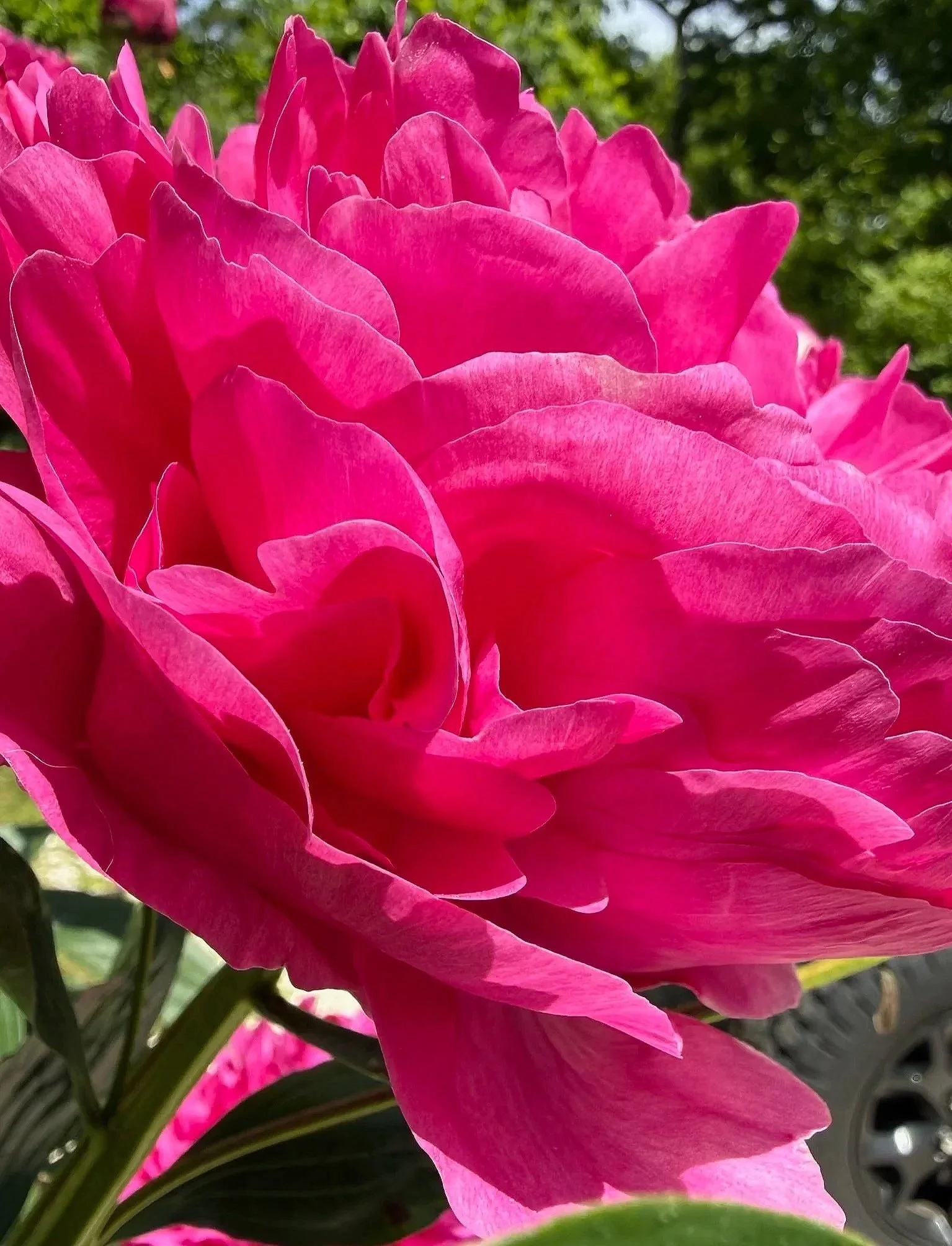 close up of a bright pink peony in bloom