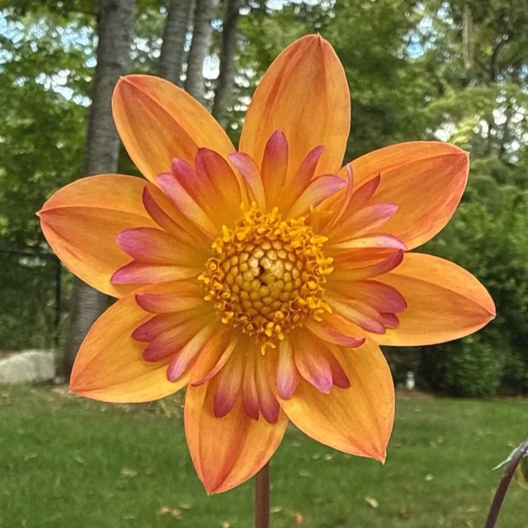 close up of a dahlia with orange and pink coloring
