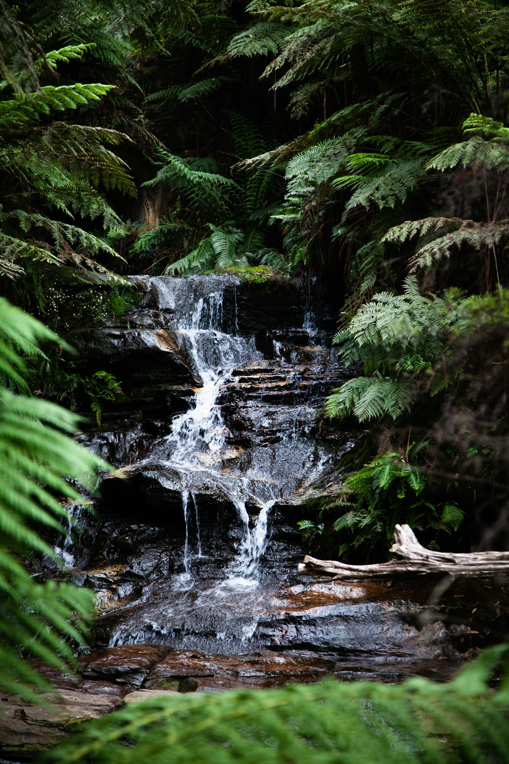 A small waterfall cascading over rocks in a lush, green forest with dense foliage and ferns surrounding the scene.