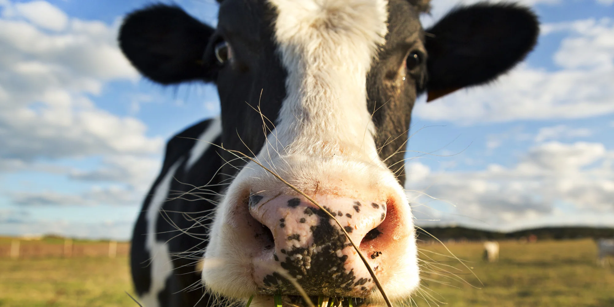 Cadbury | Adopt a Cow