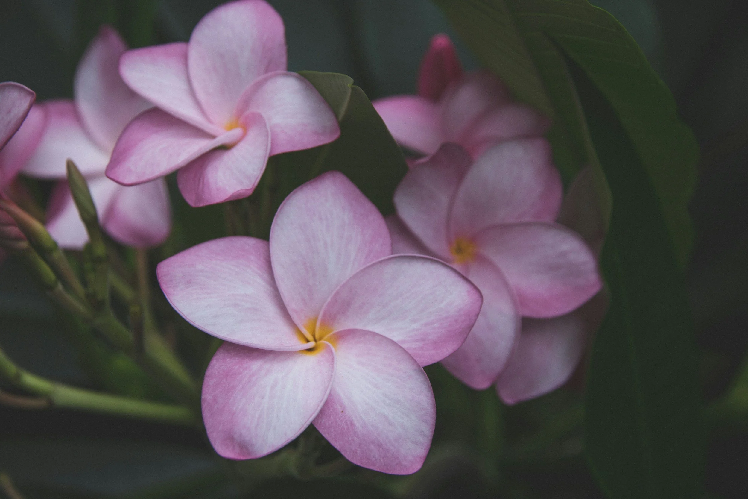 Close-up of pink and white plumeria flowers with dark green leaves in the background.