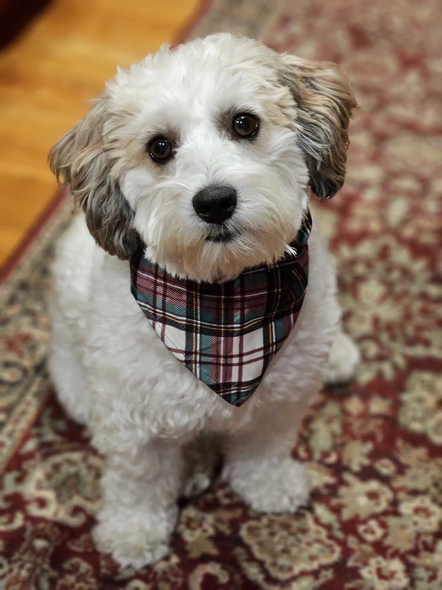 Cute white and gray puppy sitting on an ornate red and beige patterned rug, wearing a plaid bandana around its neck, looking directly at the camera.