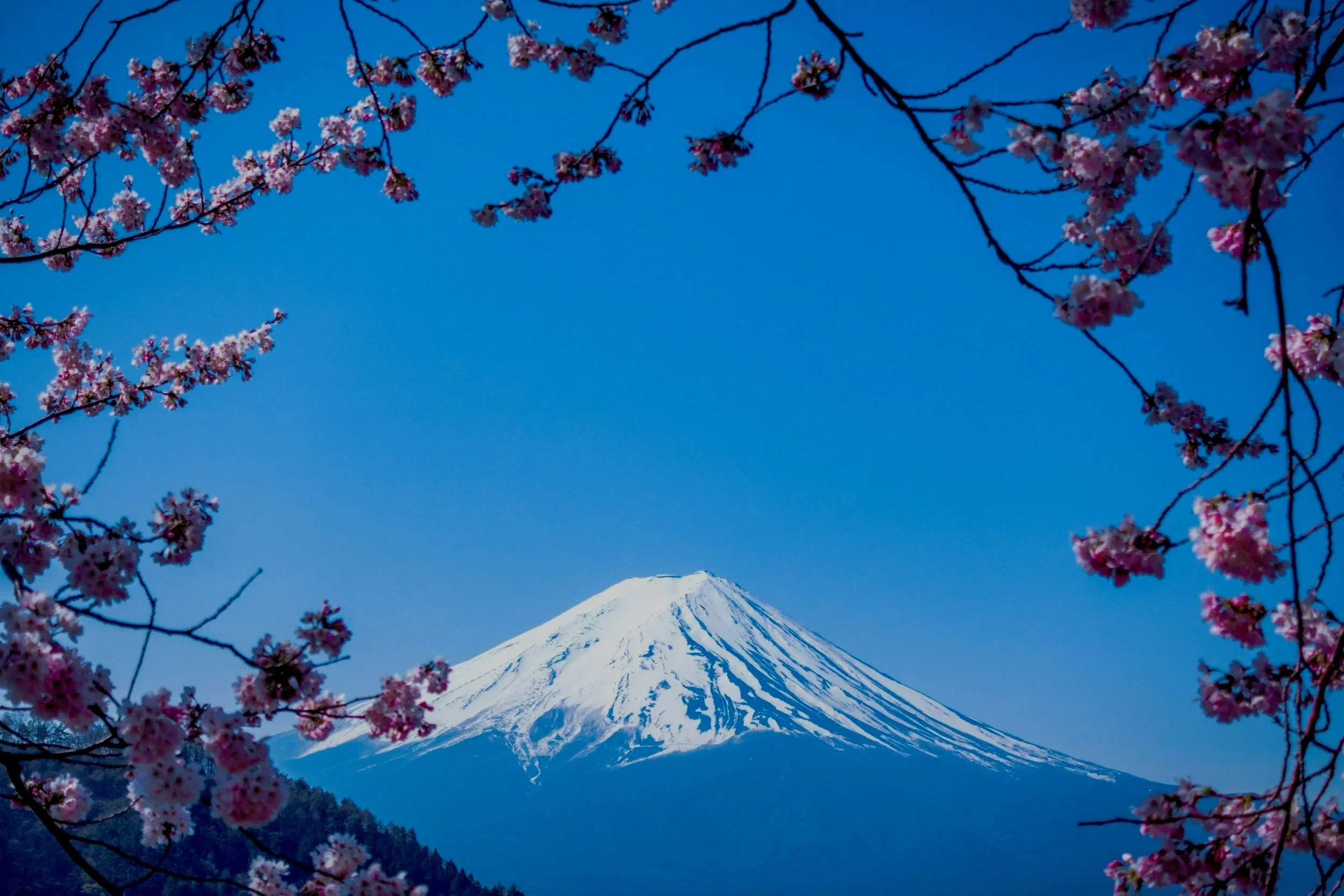 Snow-capped mountain, likely Mount Fuji, framed by pink cherry blossom branches against a clear blue sky.