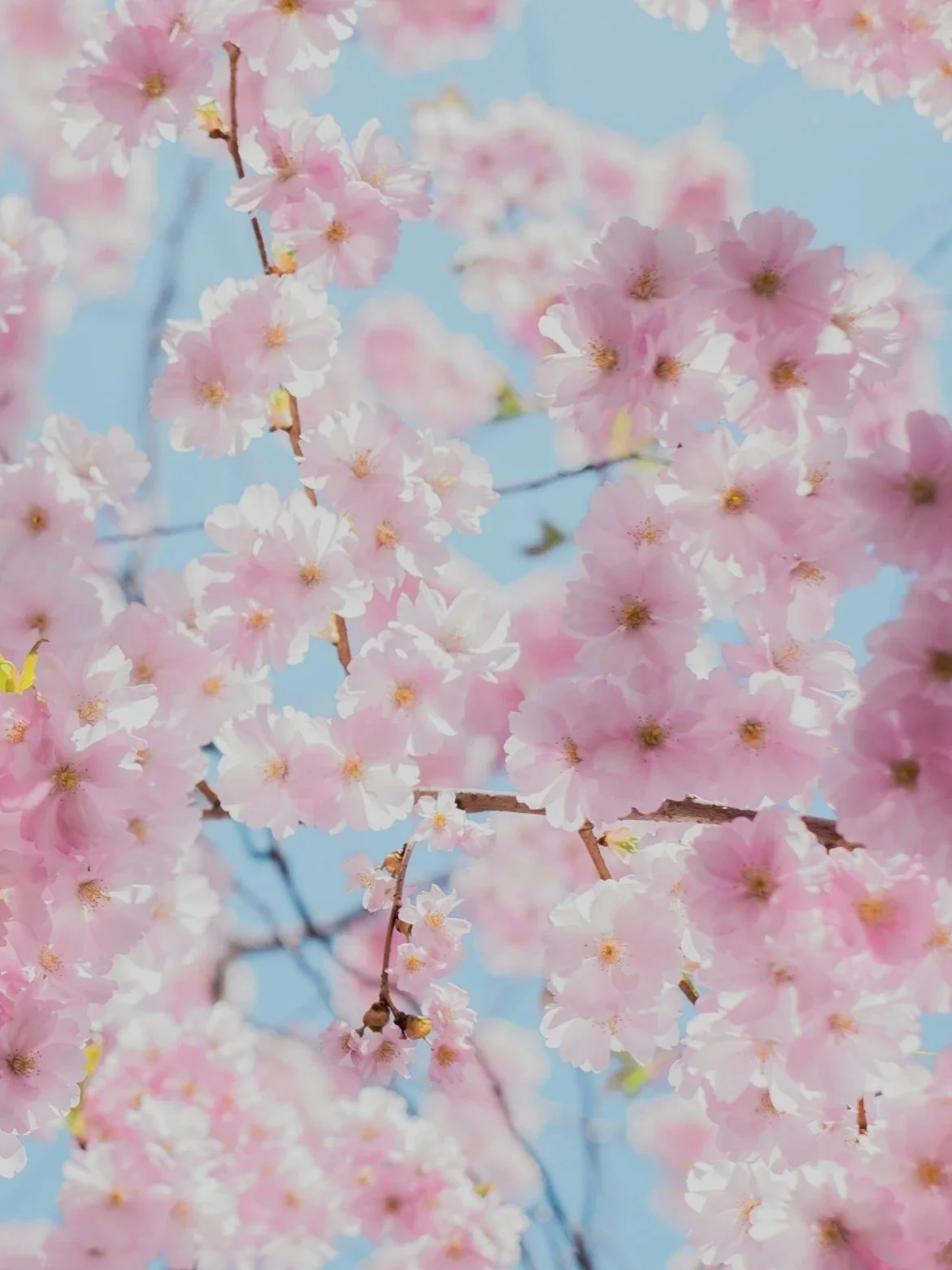 Close-up of pink cherry blossom flowers on tree branches against a blue sky.