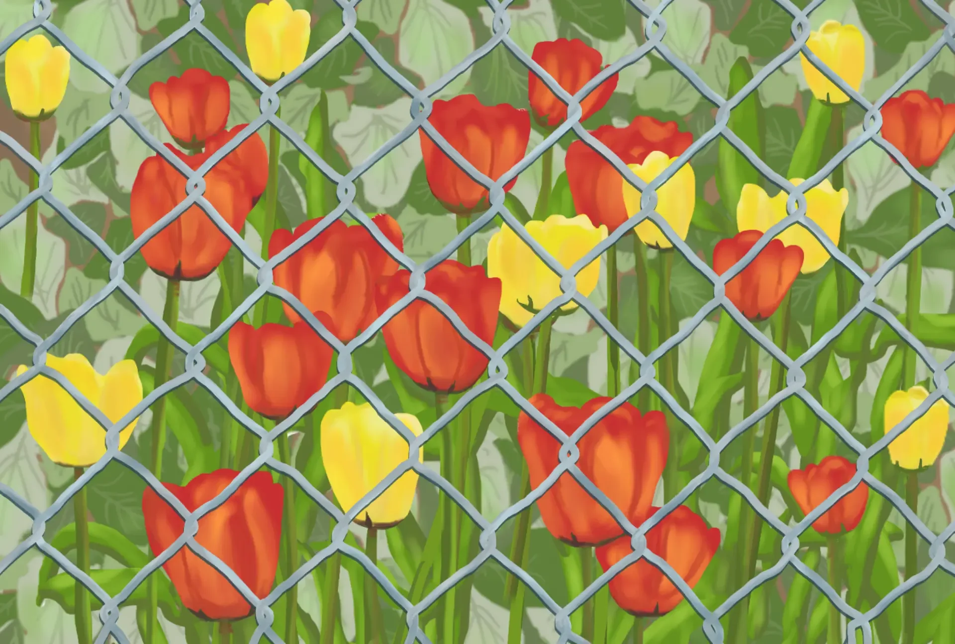 Tulips