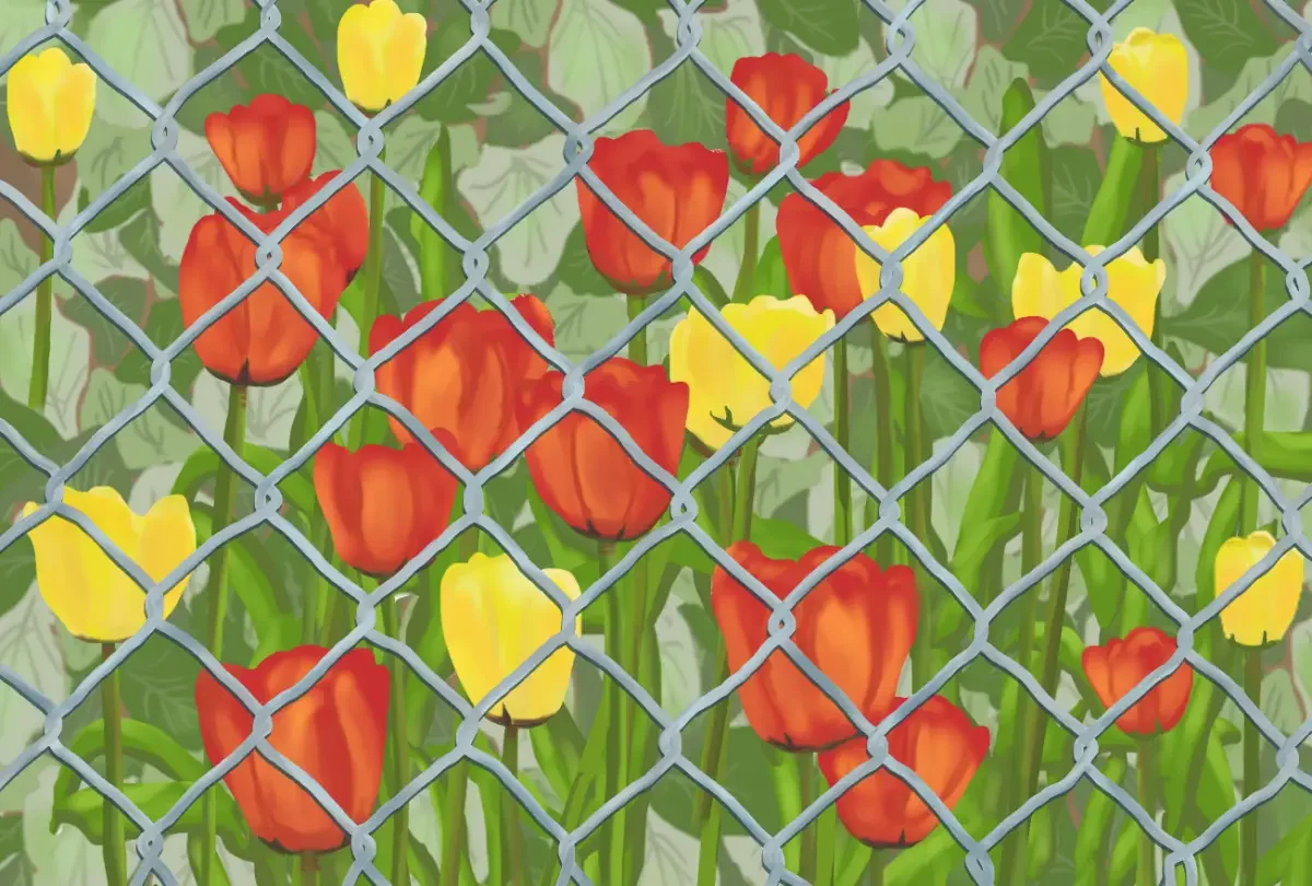 Tulips