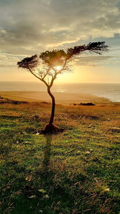 A solitary tree on a grassy field overlooking the ocean during sunset, with the sun low on the horizon behind the tree.