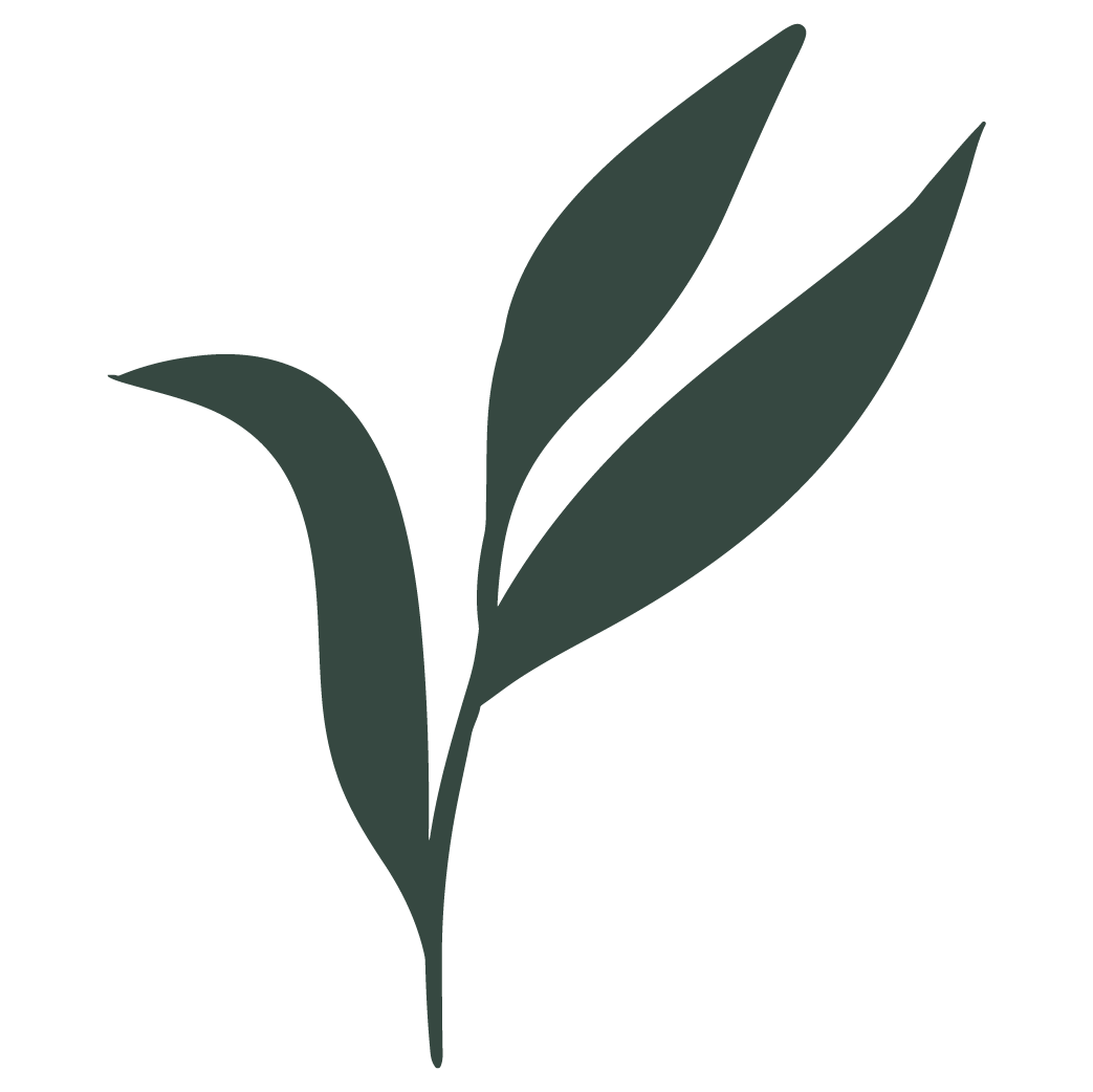 Minimalist dark green illustration of a plant with three elongated leaves.