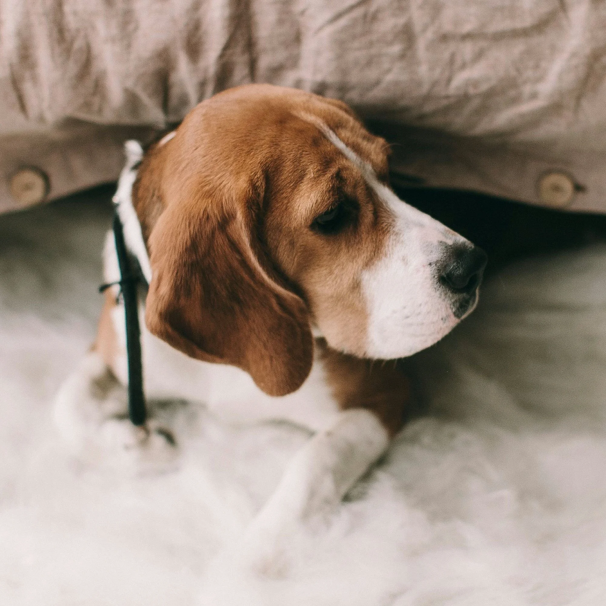 Close-up of a sleeping puppy with brown and white fur laying on a soft surface.