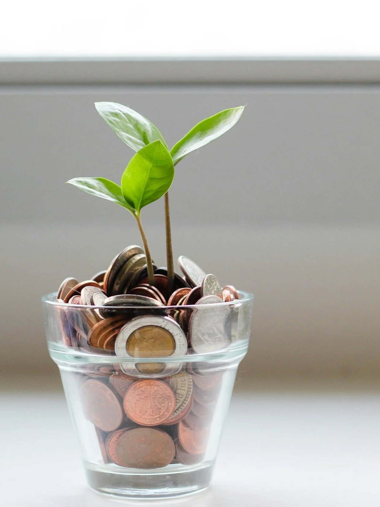 Glass cup filled with coins, with a small green plant growing from the coins.