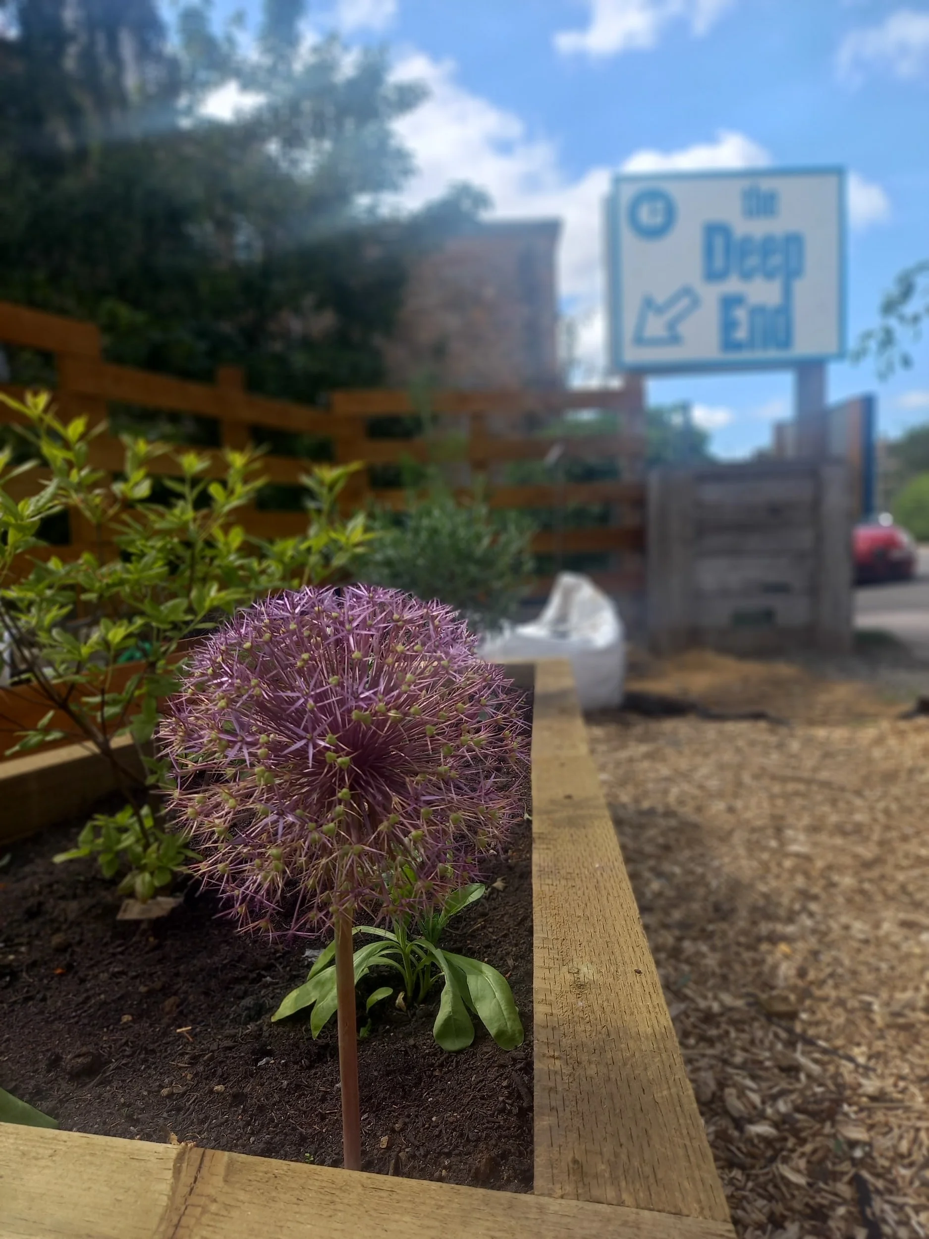Close-up of purple allium flower in a garden bed with soil, wooden border, and other plants in the background