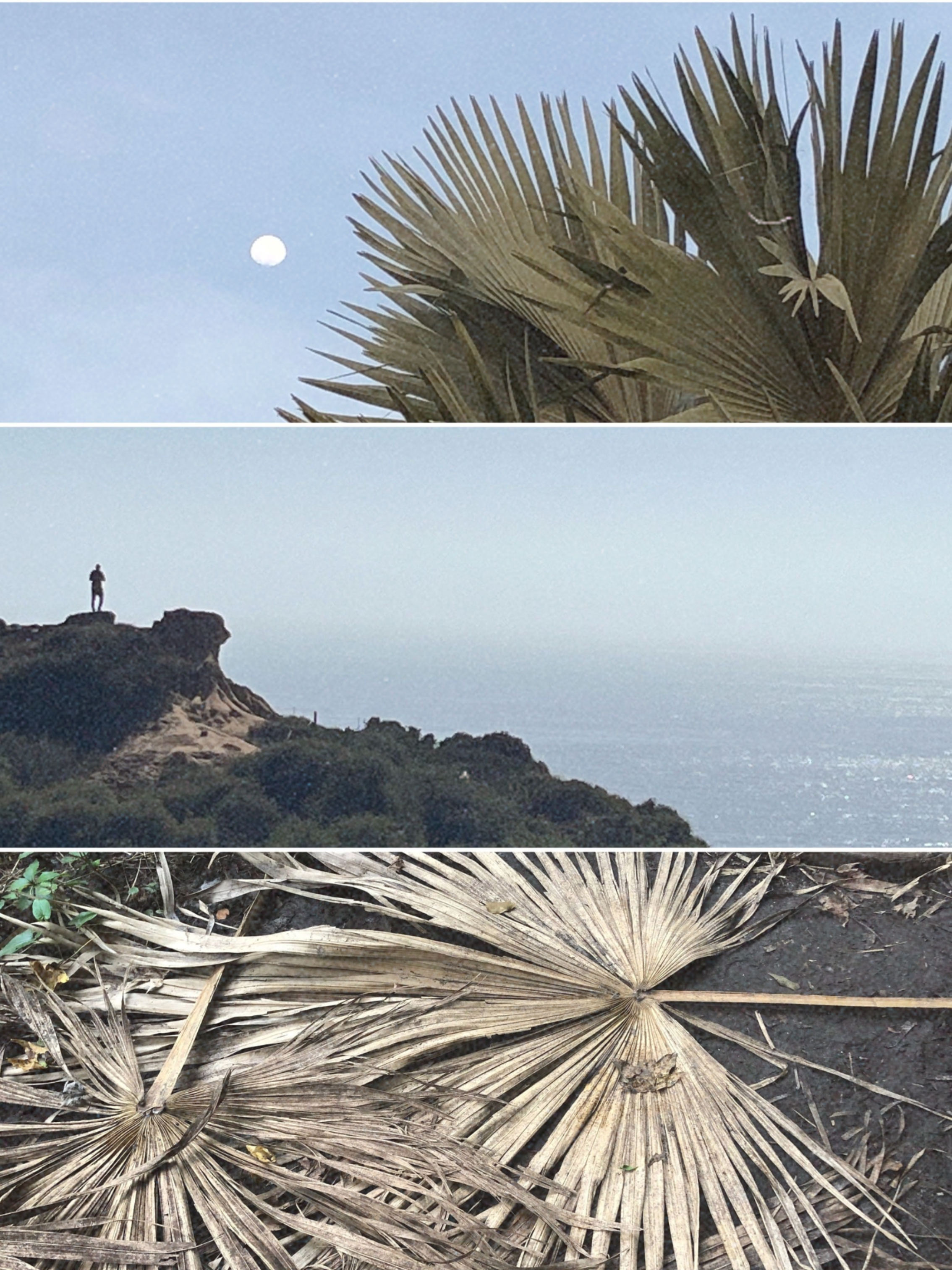 Palm tree fronds against a pale blue sky with a full moon visible, Solitary figure standing on a rocky coastal cliff overlooking the ocean, Dried palm frond leaves arranged on dark earth viewed from above