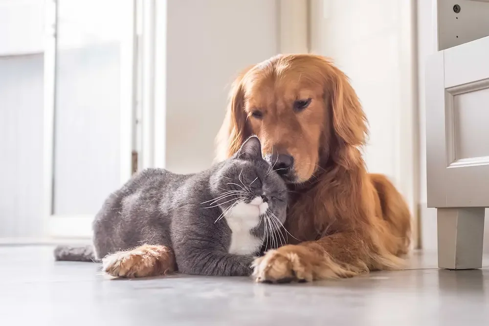 Pet Policies Smart Move PM
