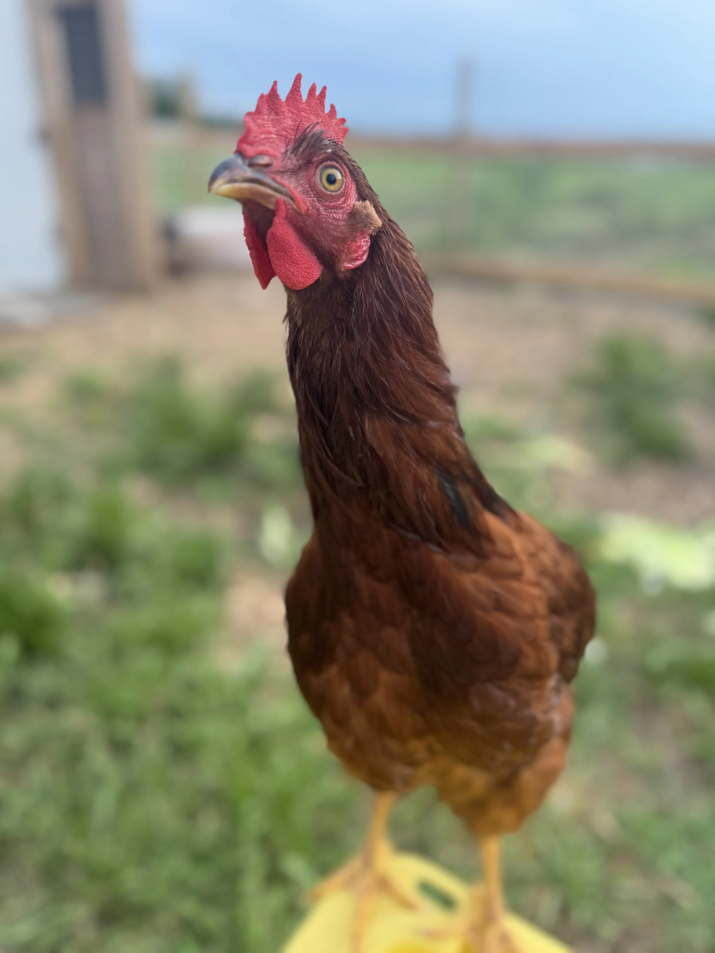 Farm Tour