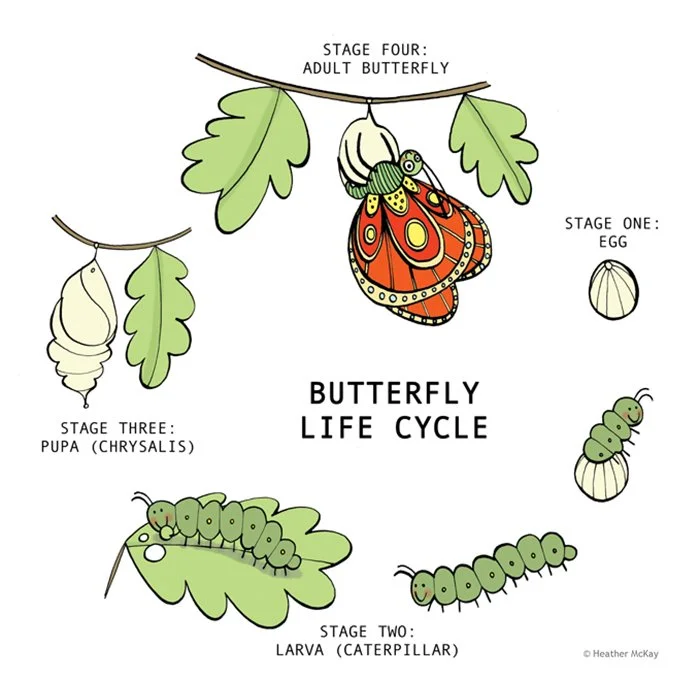 life-cycle-of-a-butterfly-illustration.jpg
