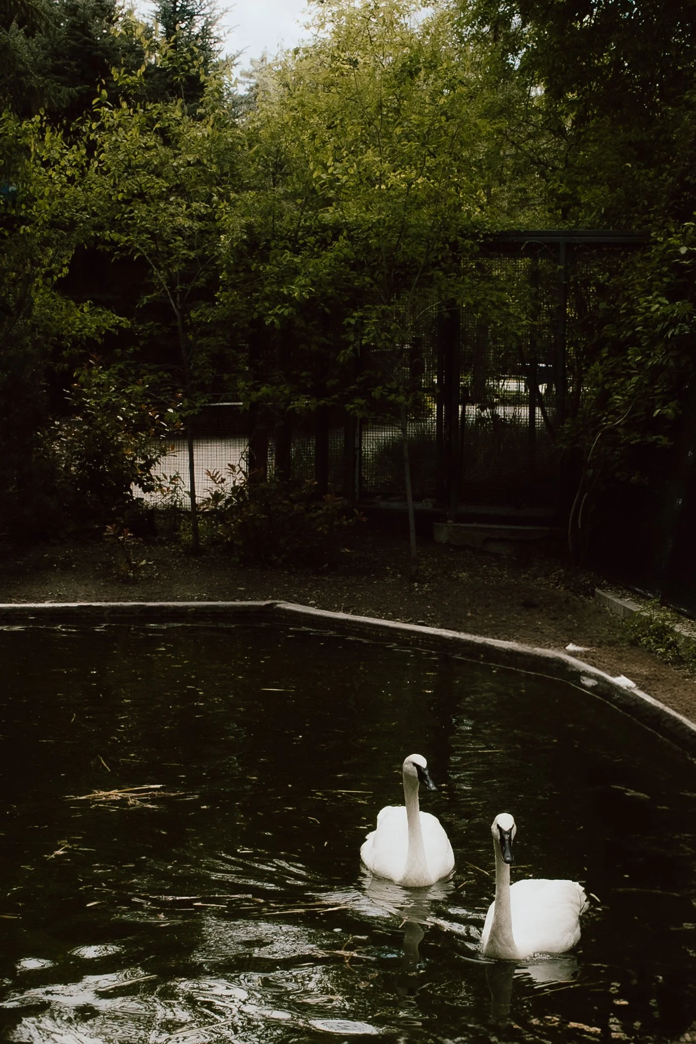Two white swans swimming in a dark pond with trees and a fenced area in the background.