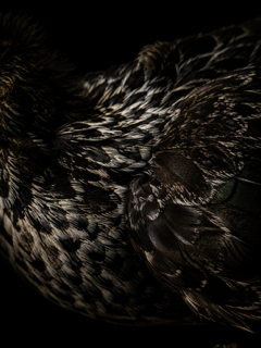 FD2878C2-B261-4DAA-9872-7C8EF7238FF7.PNG
